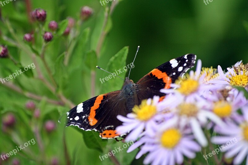 Butterfly Insect Animal Flowers Hidden