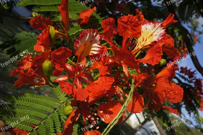 Flower Royal Poinciana Tropical Free Photos