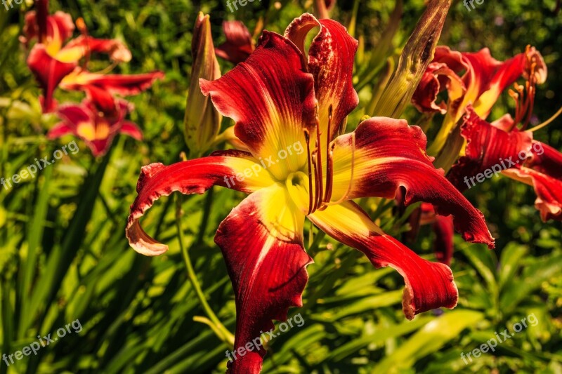 Red Lily Flowers Lily Blossom Bloom