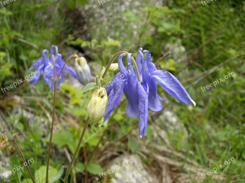 Val D Aran Flower Nature Fly Small Flower