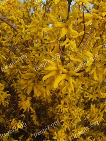 Kvity Nature Yellow Spring Landscape