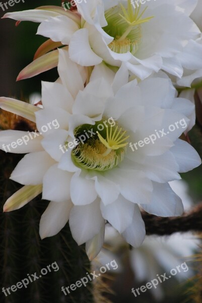 Cactus Flower Plant Green Flowering Cactus