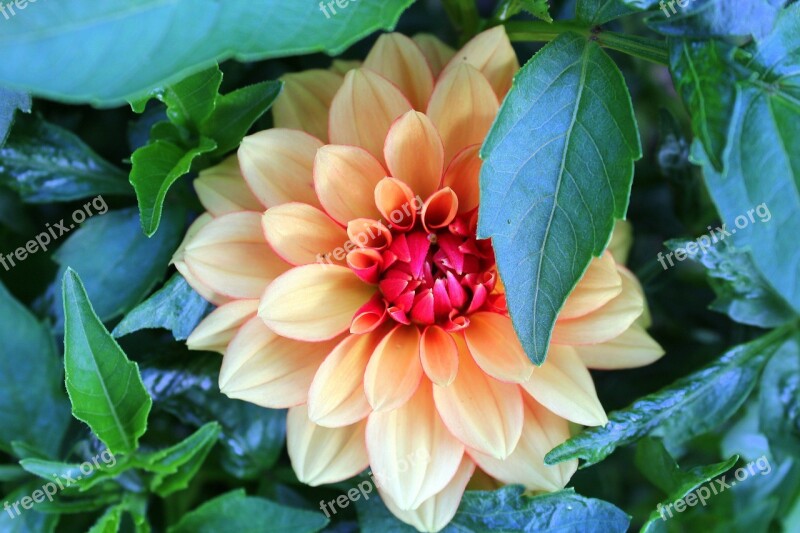 Dalia Flower Garden Nature A Garden Plant