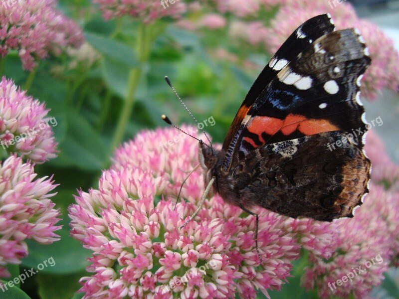 Butterfly Insect Mixed Colours Free Photos