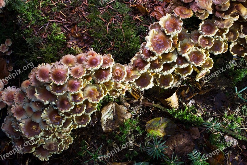 Mushroom Nameko Forest Autumn Forest Mushroom