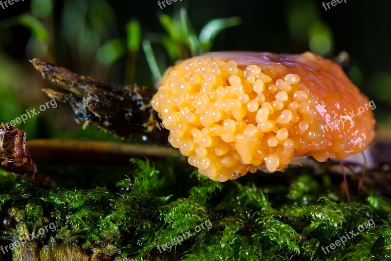 Slime Mold Mushroom Fruiting Bodies Globose Free Photos