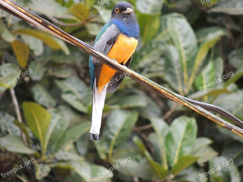 Surucuá Brazilian Bird Brazil Free Photos