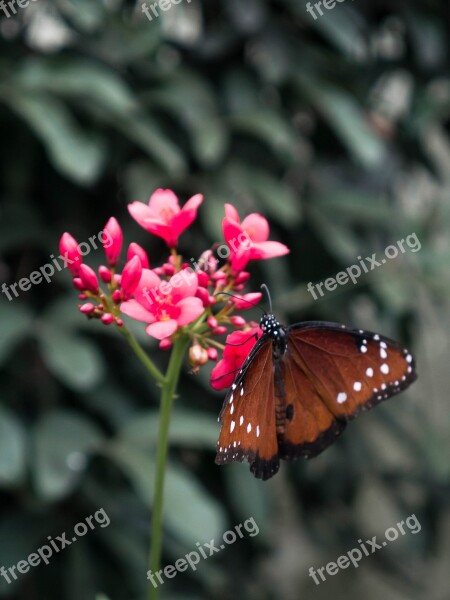 Butterfly Monarch Monarch Butterfly Flower Pink