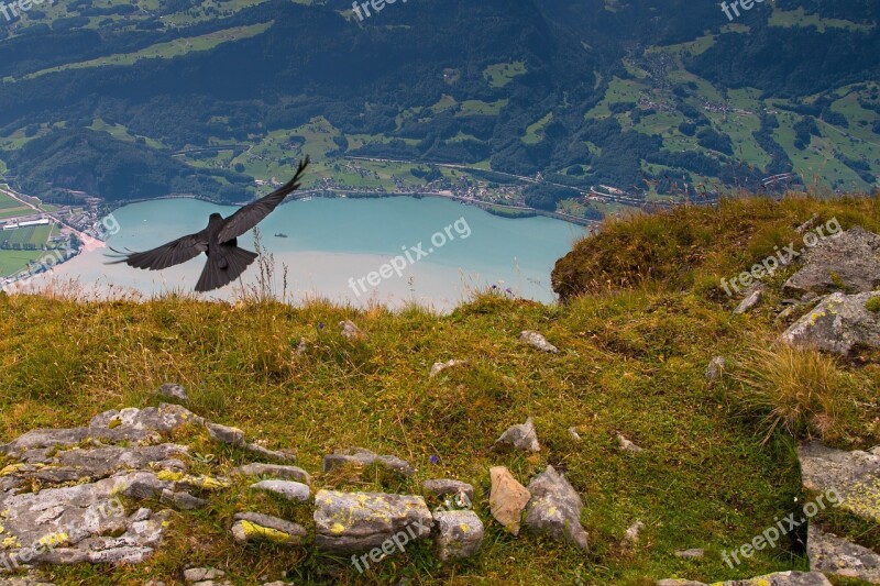 Bergdohle Brisi Switzerland Bird Water