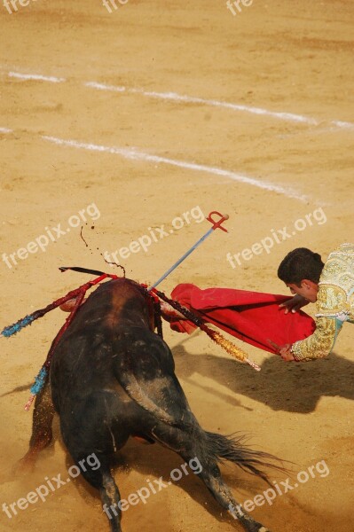 Toro Bulls Torero Plaza Bullring