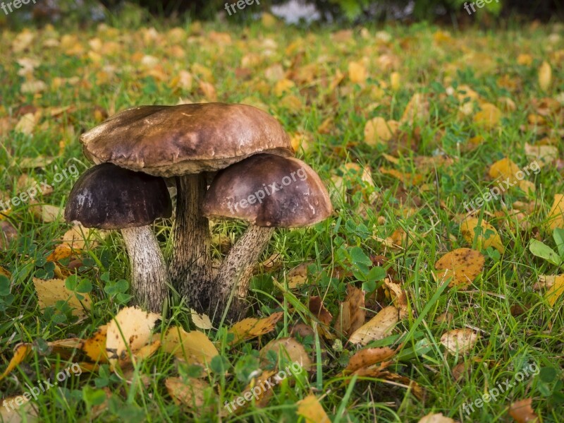 Mushroom Autumn Fall Leaves Nature