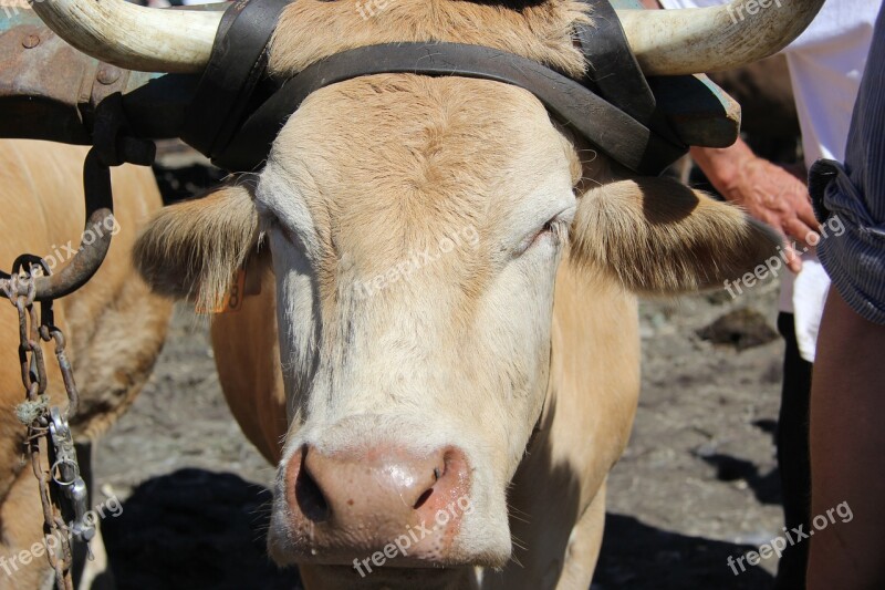 Cow Halter Horns Free Photos