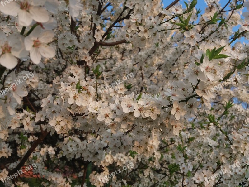 Bily Tree Spring Landscape Free Photos