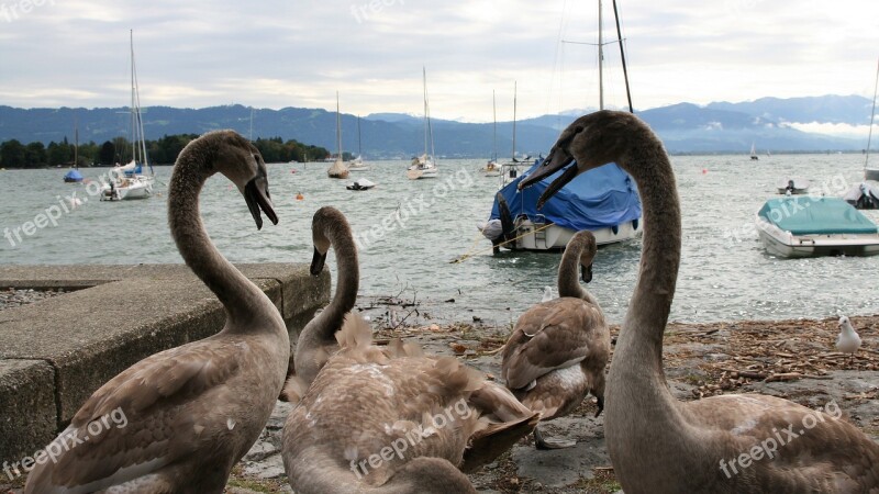 Conversation Lake Young Swans Gray Beach