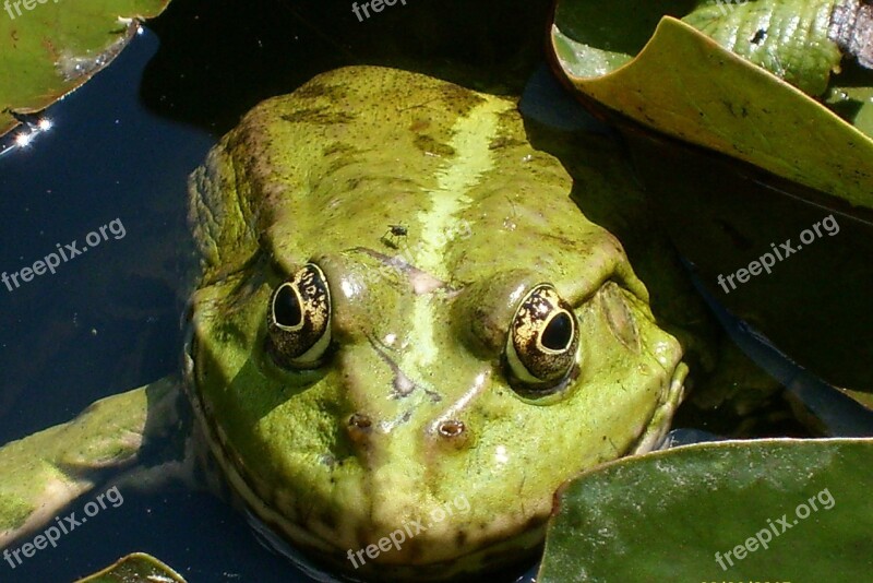 The Frog Green Large Animals Nature