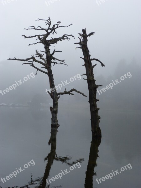 Dead Tree Stump Reflection Lake Water