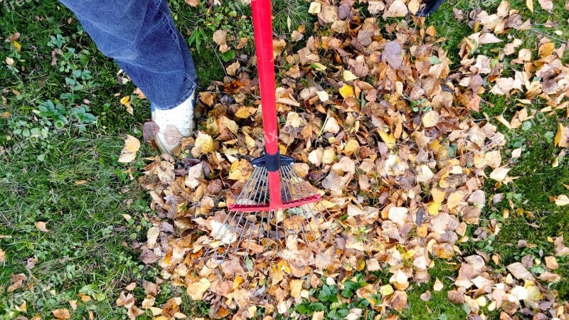 Raking Fall Autumn Rake Leaf