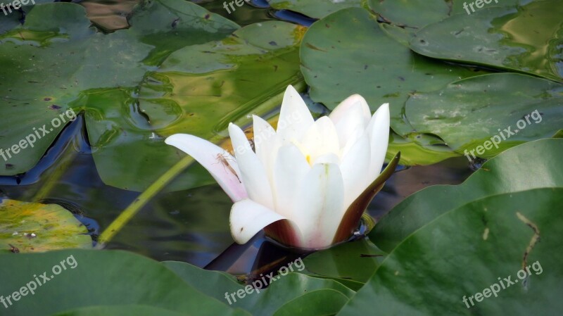 Nature Pond Plant Water Lily Bug White Water Lily