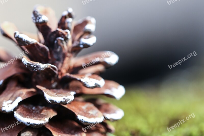 Pinecone Nature Cone Moss Macro