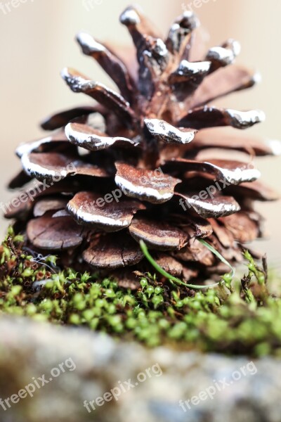 Pinecone Nature Cone Moss Macro