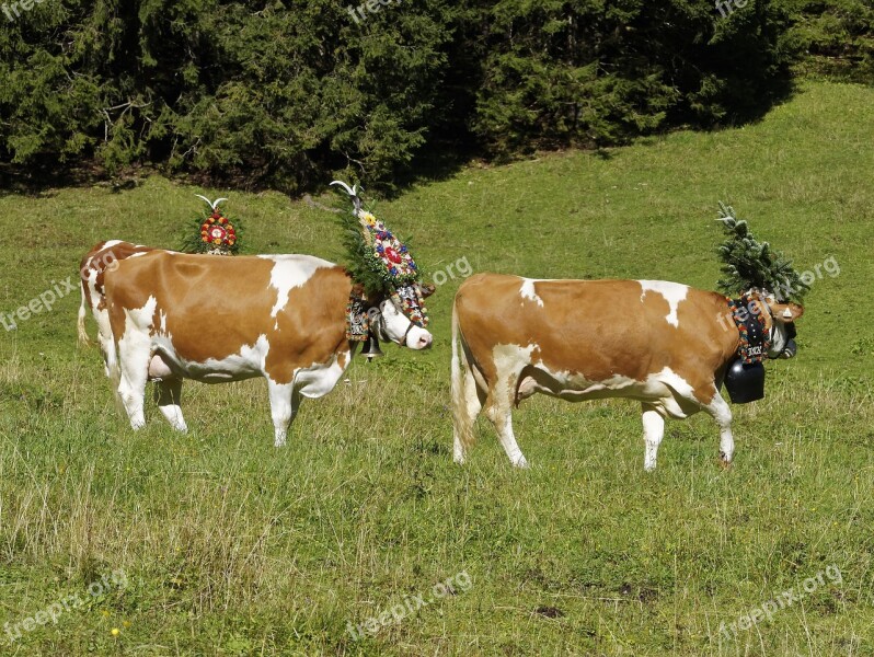 Animals Transhumance Tyrol Tradition Tirol