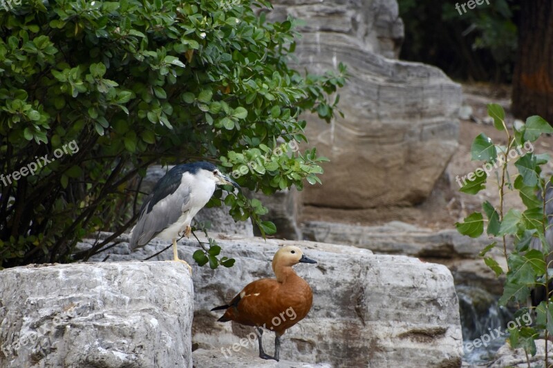 Bird Night Heron Duck Free Photos