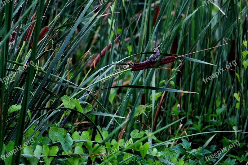 Lizard Jungle Park Leaves Greenery