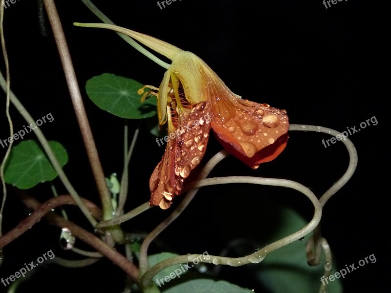 Nasturtium Rain Wet Water Drop