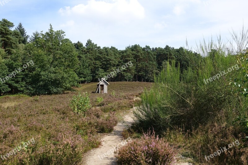 Heide Forest Path Lüneburg Heath Heather