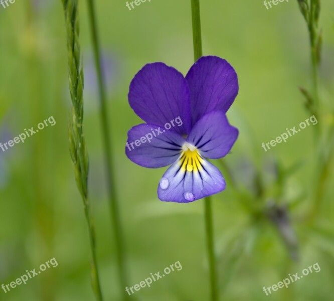 Flower Summer Flowers Of The Field Beautiful Flower Macro