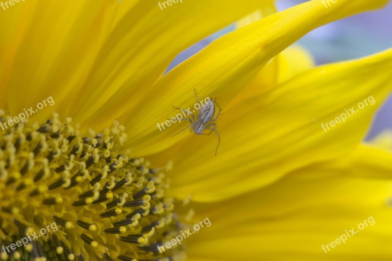 Spider Flower Plant Insect Garden