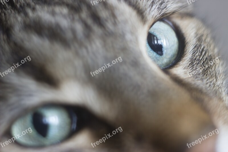 Cat Eye Pets Pet Cat Looking