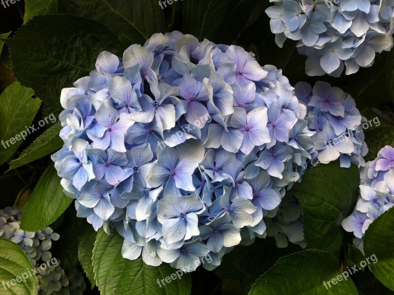 Hydrangea Flowers Yard Free Photos