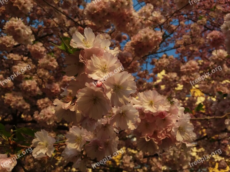 Spring Tree Kvity Nature Landscape