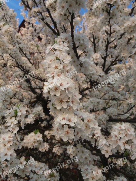 Kvity Spring Tree Bily Nature