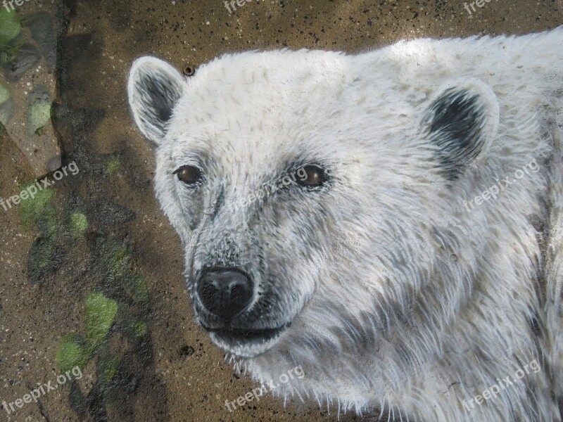 Polar Bear Wall Art Wall Zoo Berlin