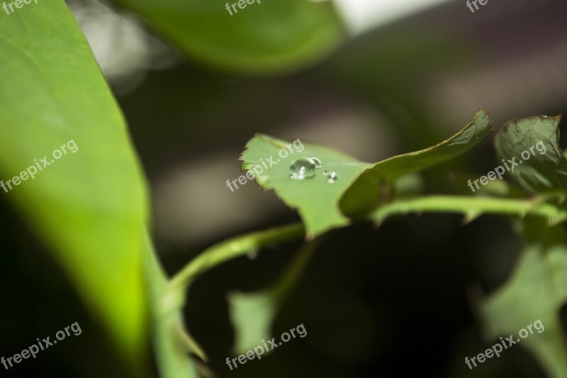 Water Drops Leaves Leaf Water Rain