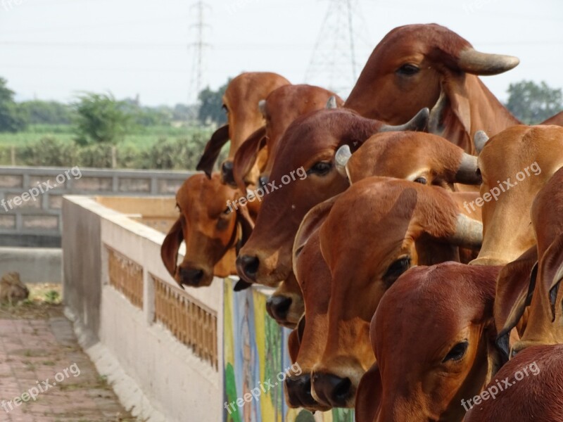 Cow Indian Holy Cow Hinduism Hindu