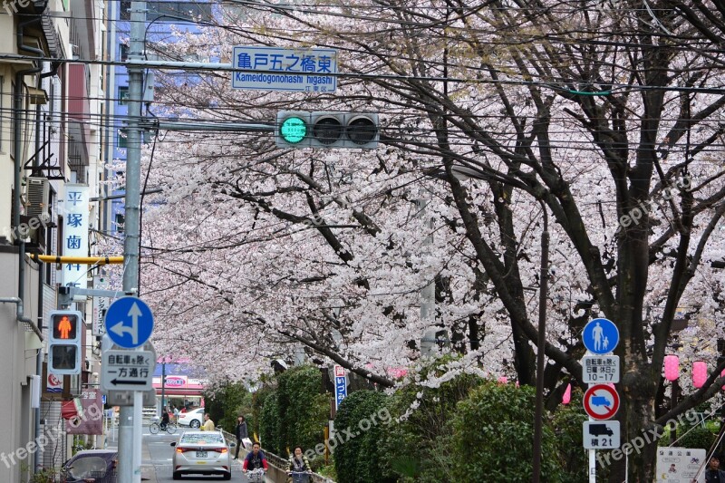 Japan Cherry Blossom Full Open In Full Bloom Free Photos