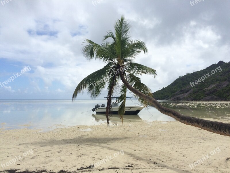 Seychelles Vacations Palm Trees Beach Palm