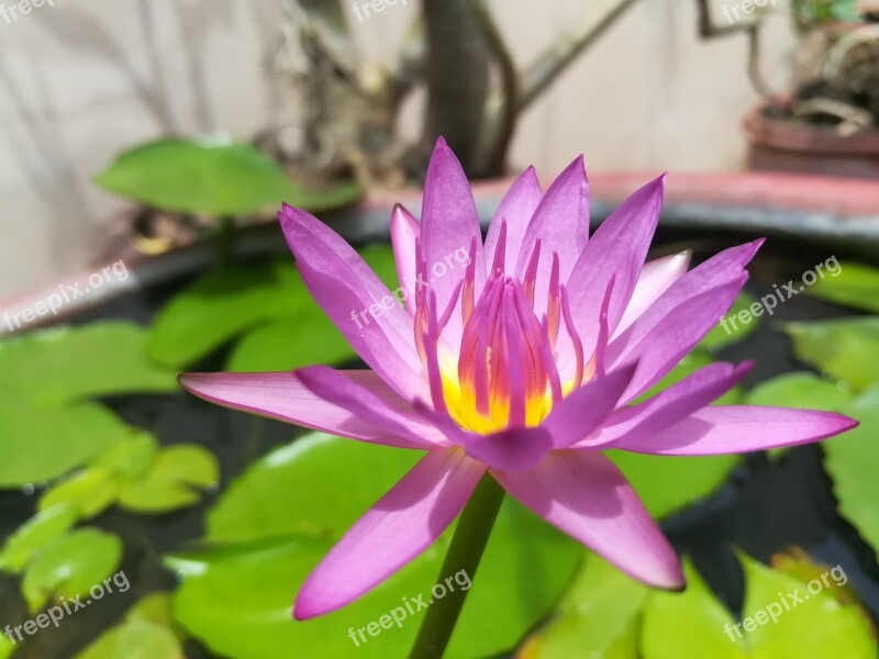 Lotus Lotus Basin Purple Pink Free Photos