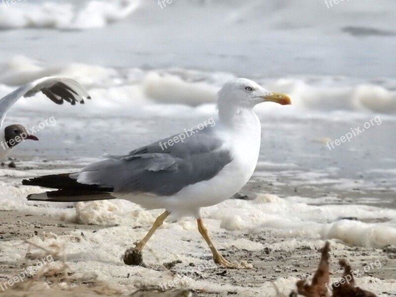 Seagull Sea Holiday Seabird Ocean