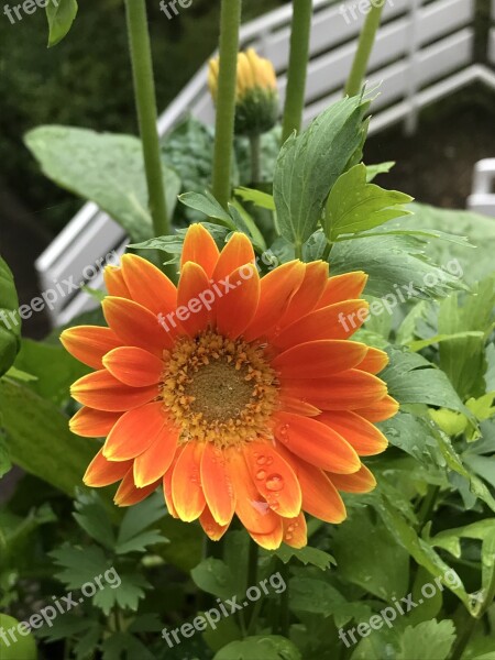 Orange Flower Gerbera Summer Orange Yellow