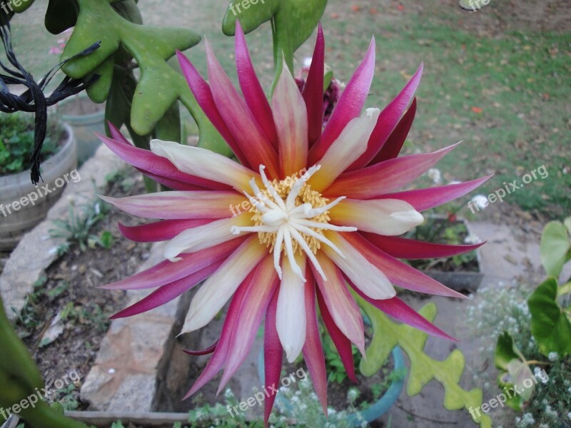 Bloom Cactus Flower Plant Flora