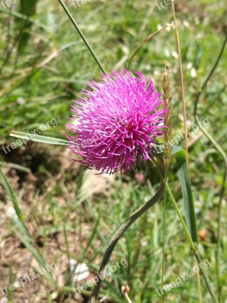 Nature Pink Beautiful Flower Free Photos