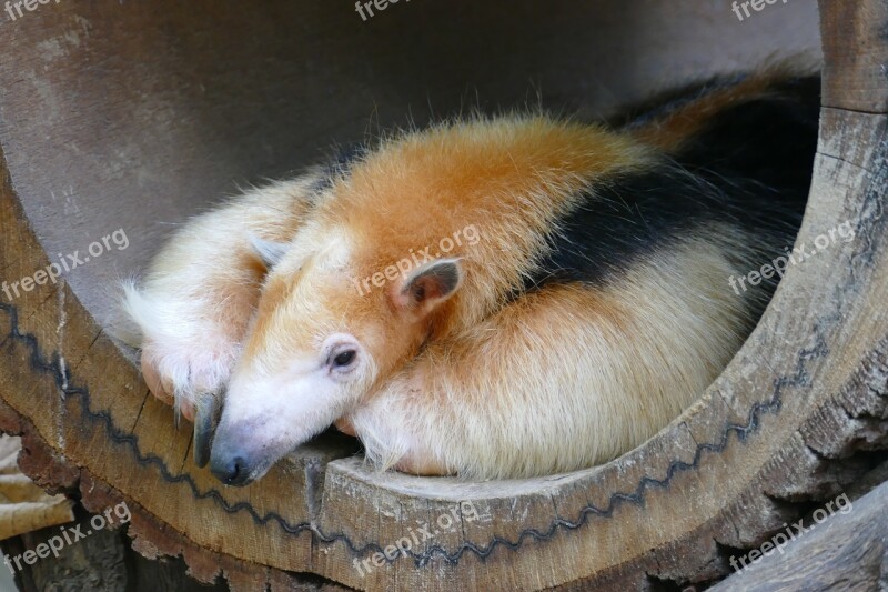 Anteater Ant Head Rest Concerns