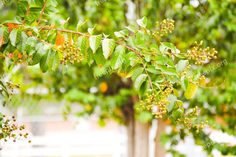 Crepe Myrtle Crepe Bush Nature Free Photos