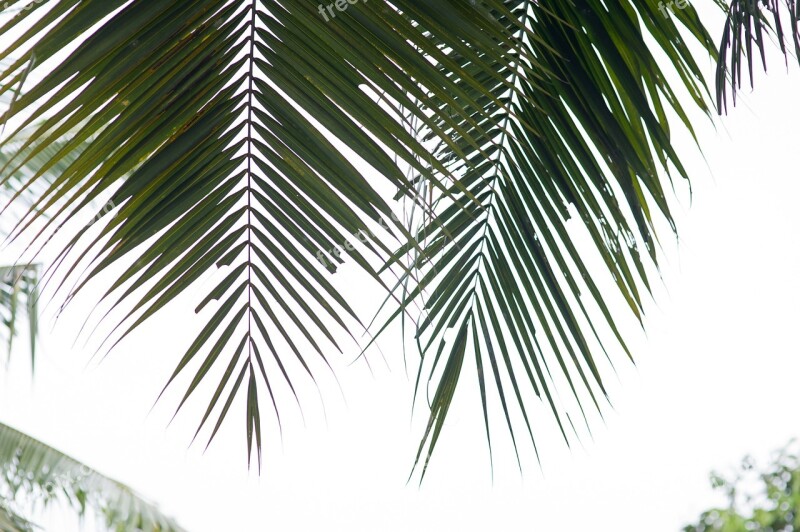 Palm Trees Coconut Tree Palm Leaf Tropical Trees Conifers