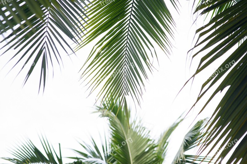 Palm Trees Coconut Tree Palm Leaf Tropical Trees Conifers