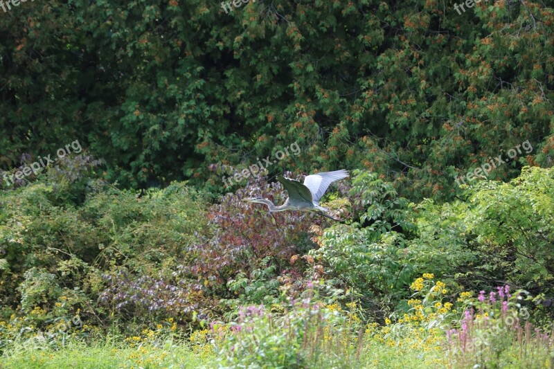 Stork Nature Wild Bird Flight